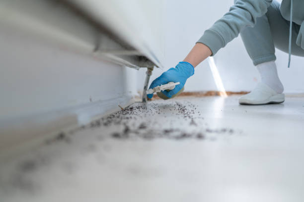 Best Rat Extermination Near Me  in Los Altos Hills, CA